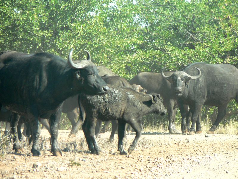 JAR 122_buv.JPG - Až když přešlo celé stádo včetně mláďat uvolnili nám buvolí bodyguardi cestu.